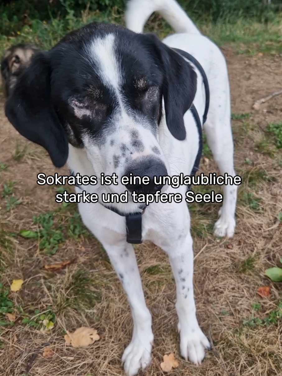 @Handicap.dogs.on.tour.