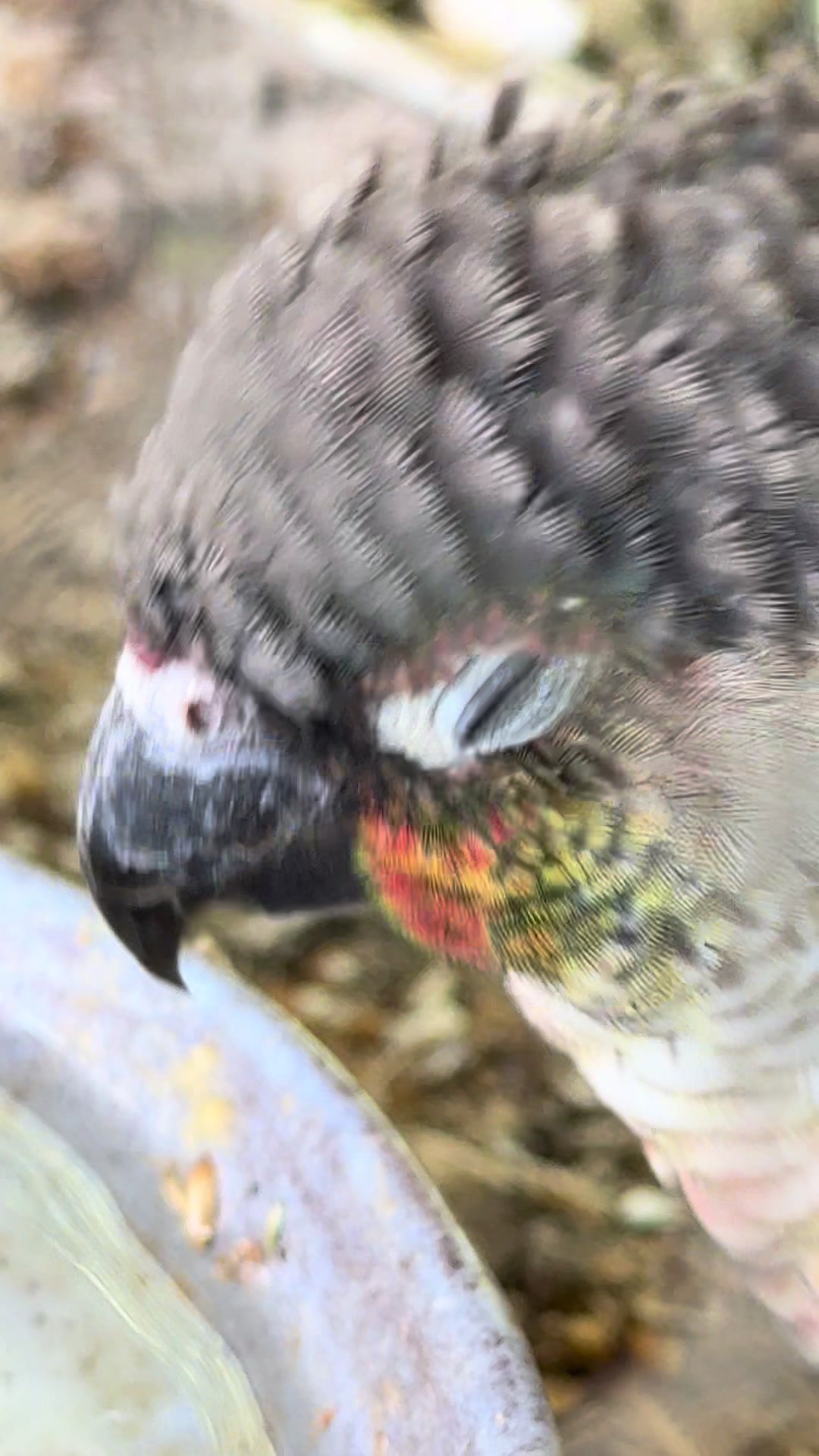 @Cvetirabbitvet