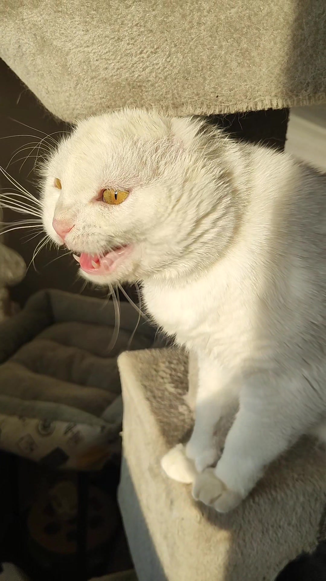 @Fluffy - the persian cat
