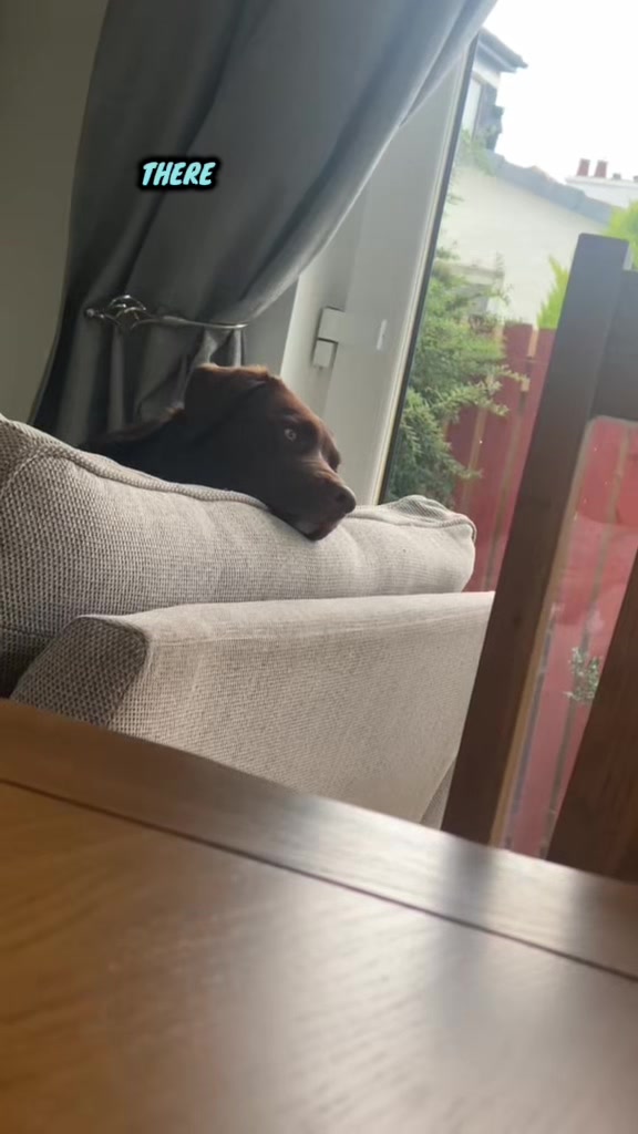 @Kali the Collie Labrador