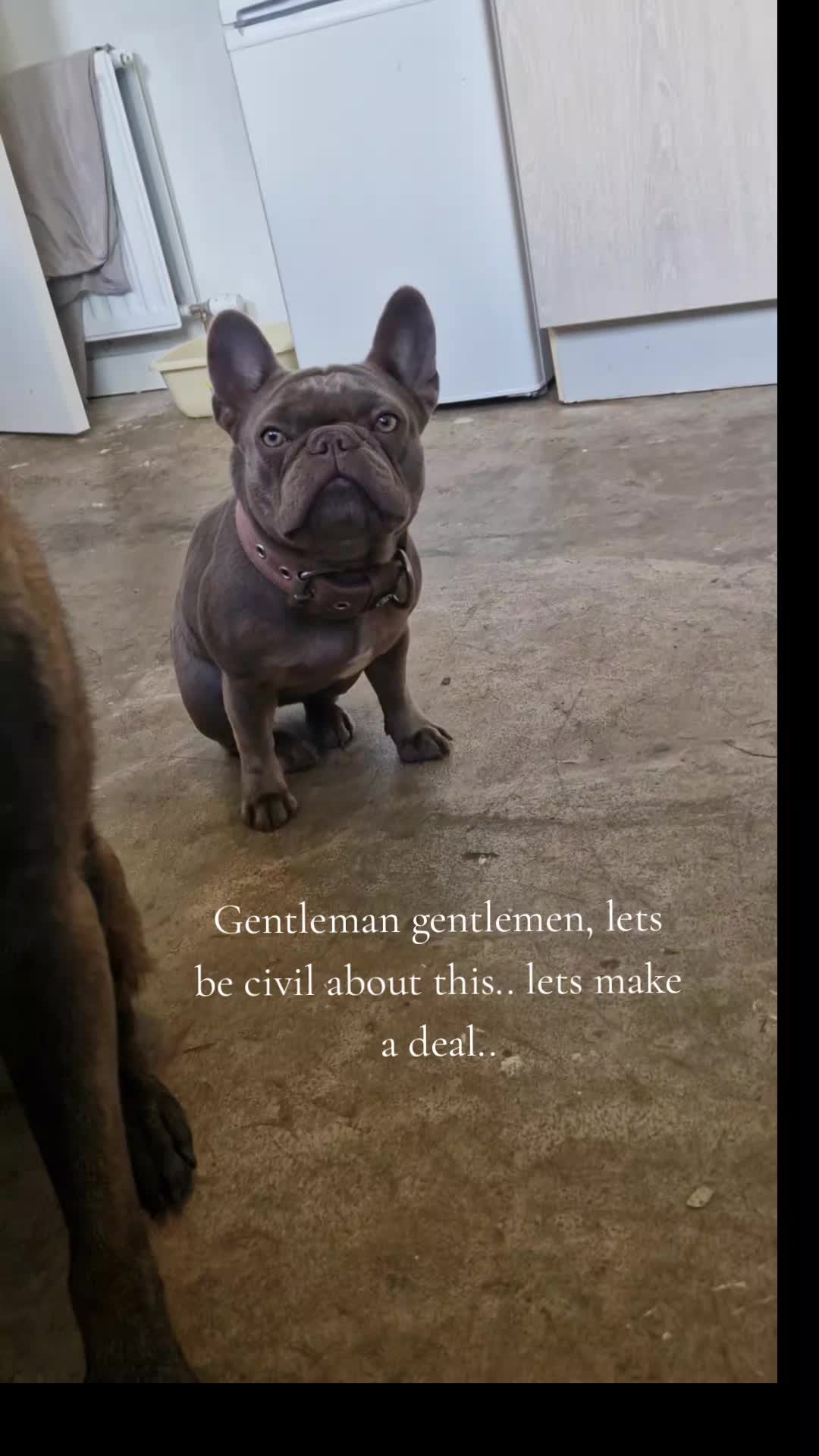 @Chynna Leigh•Dog Pack Life