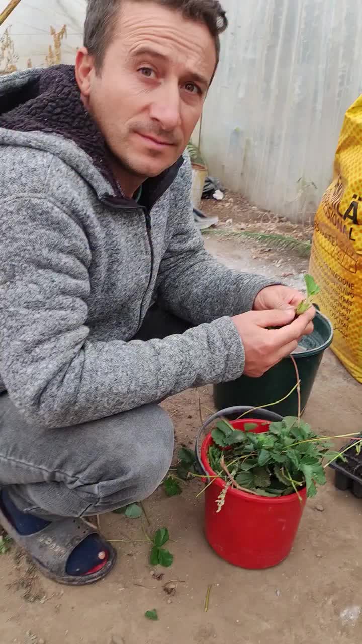 @Gradina Olteanului Enciu Doru