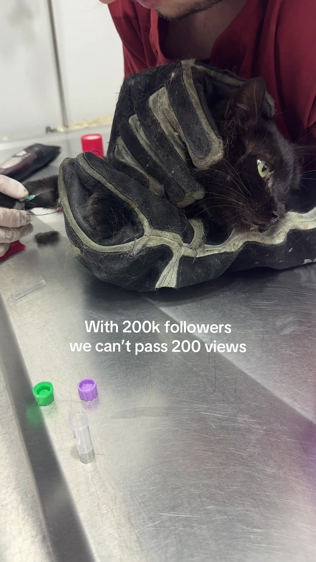 @AWF Cats