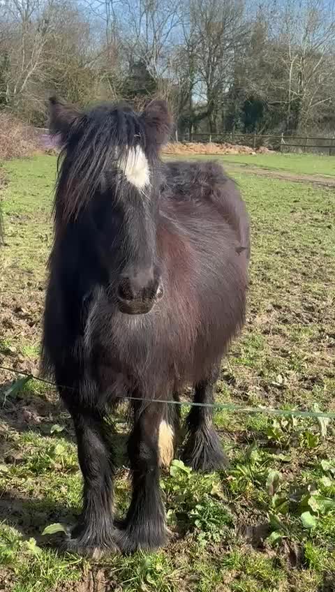 @Alfiepony