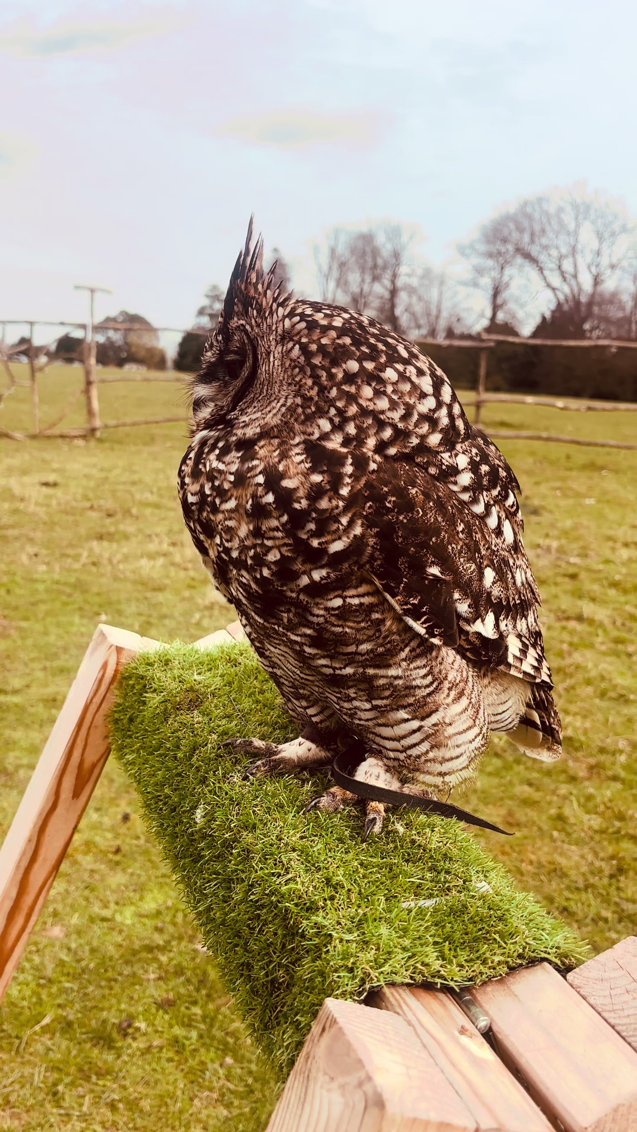 @Kent Falconry Centre