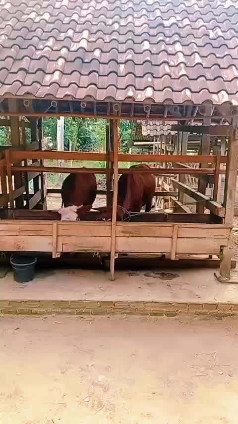 @cahh ilanggg 22