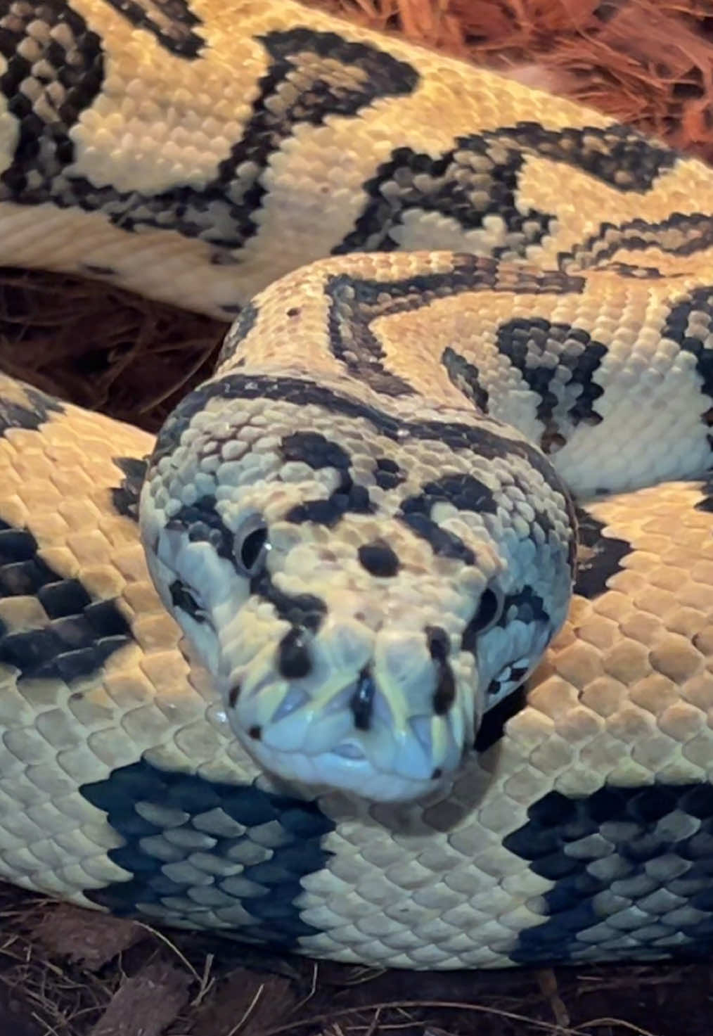 @🐍 Derricks Reptiles 🐍