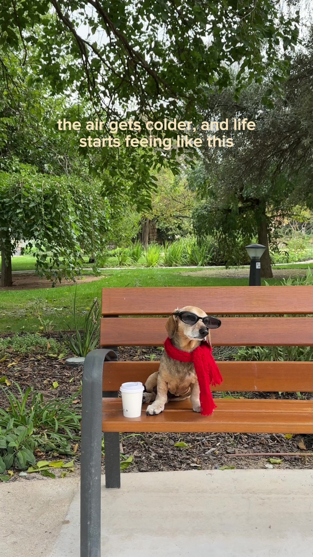 @Lucas The Dog