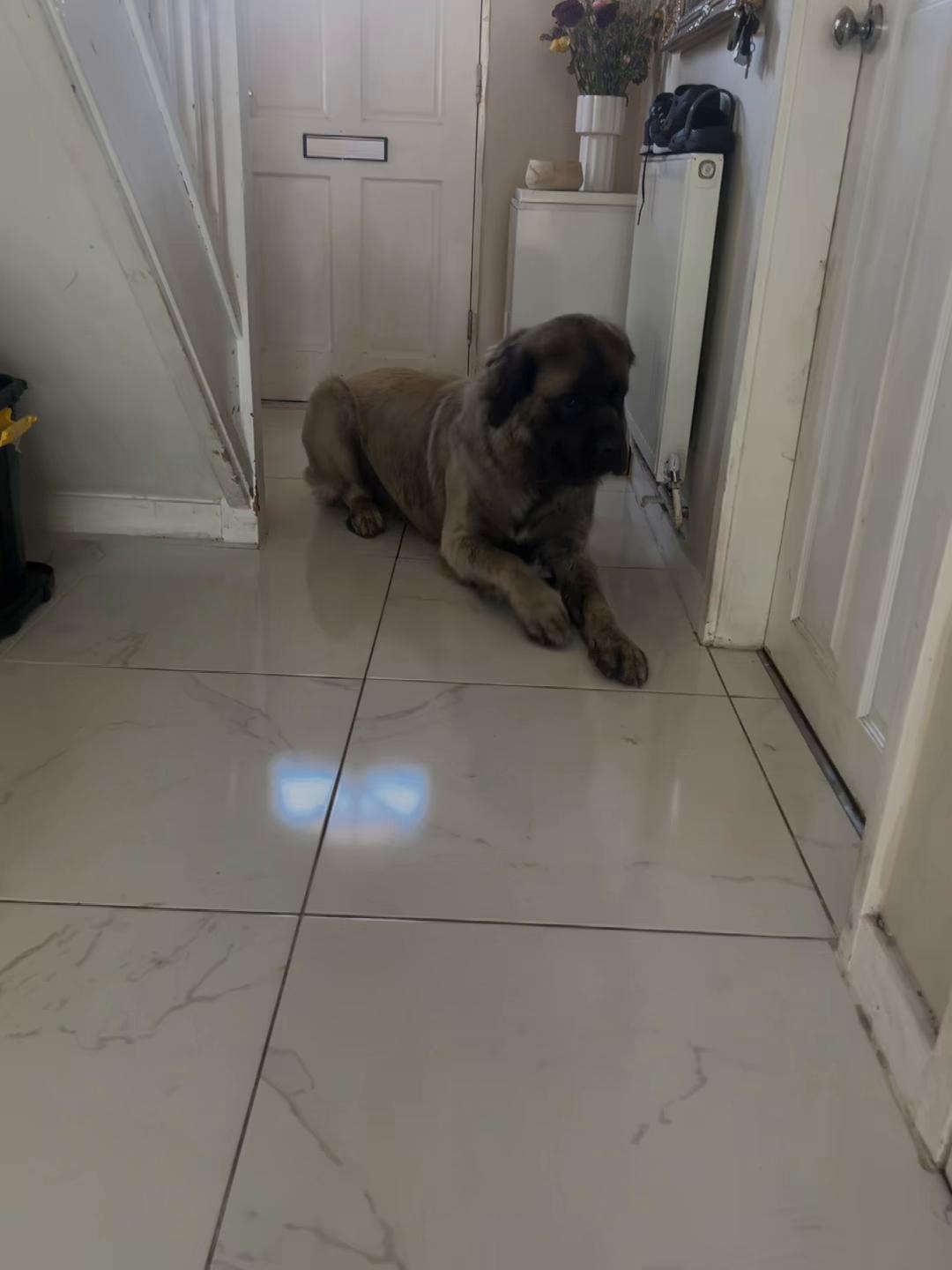 @💕Sara💕 SpartanMastiffs💕
