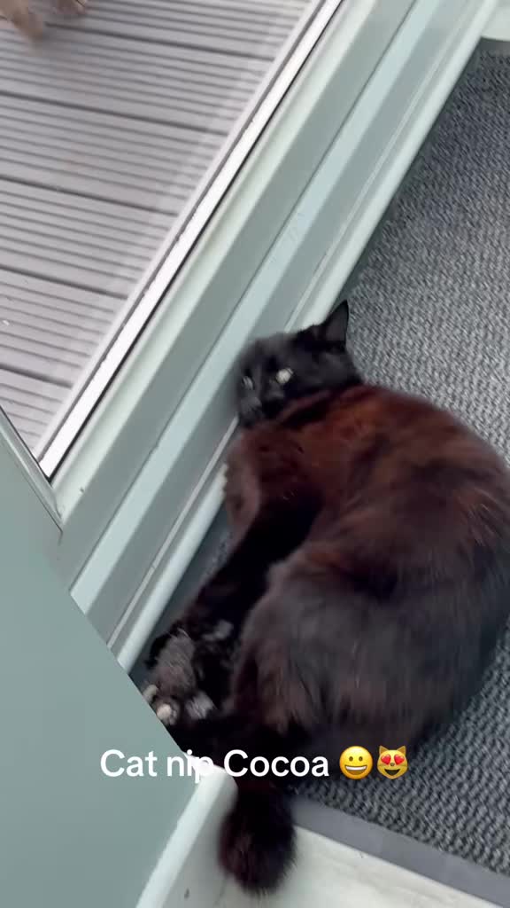 @catlady19570