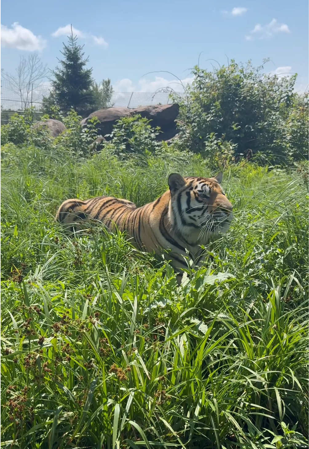 @The Wildcat Sanctuary