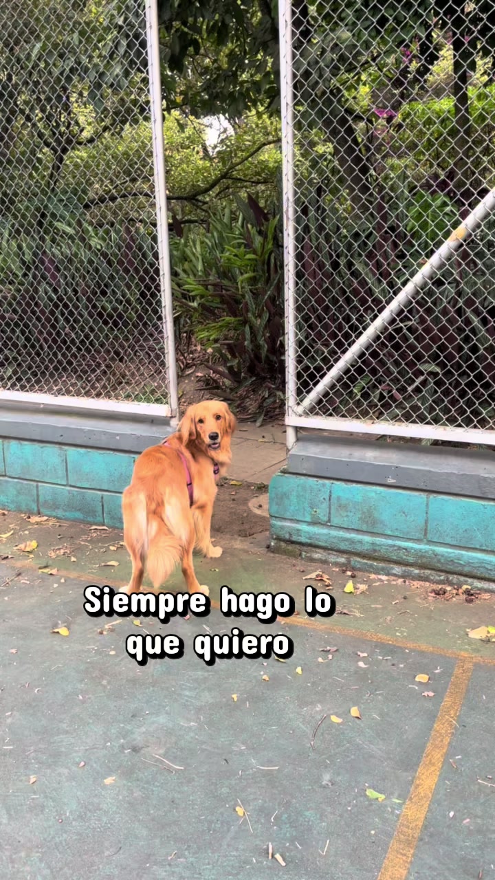 @Mila 🐶