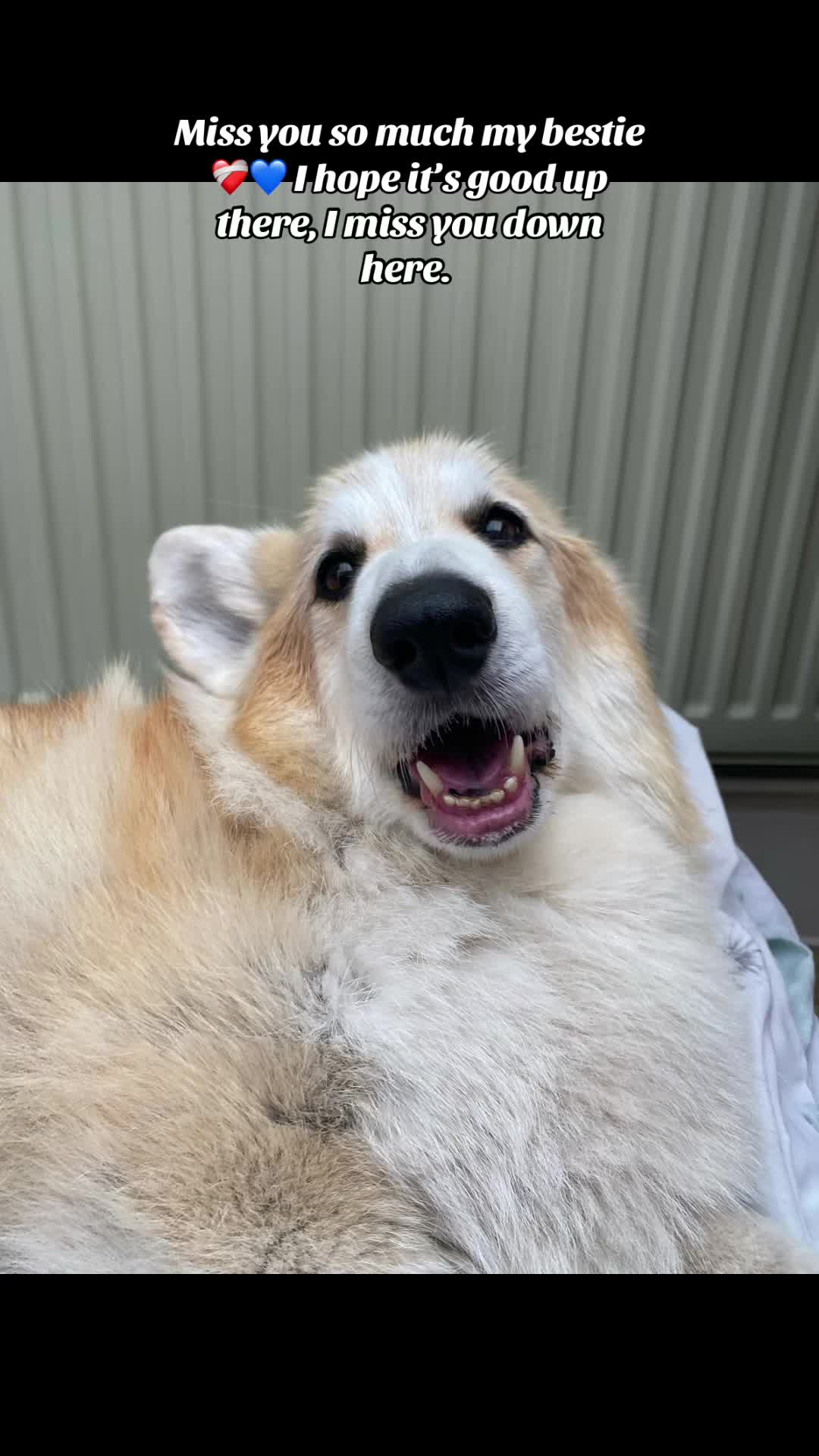 @Marmite🪽Toastie, Nala ♡