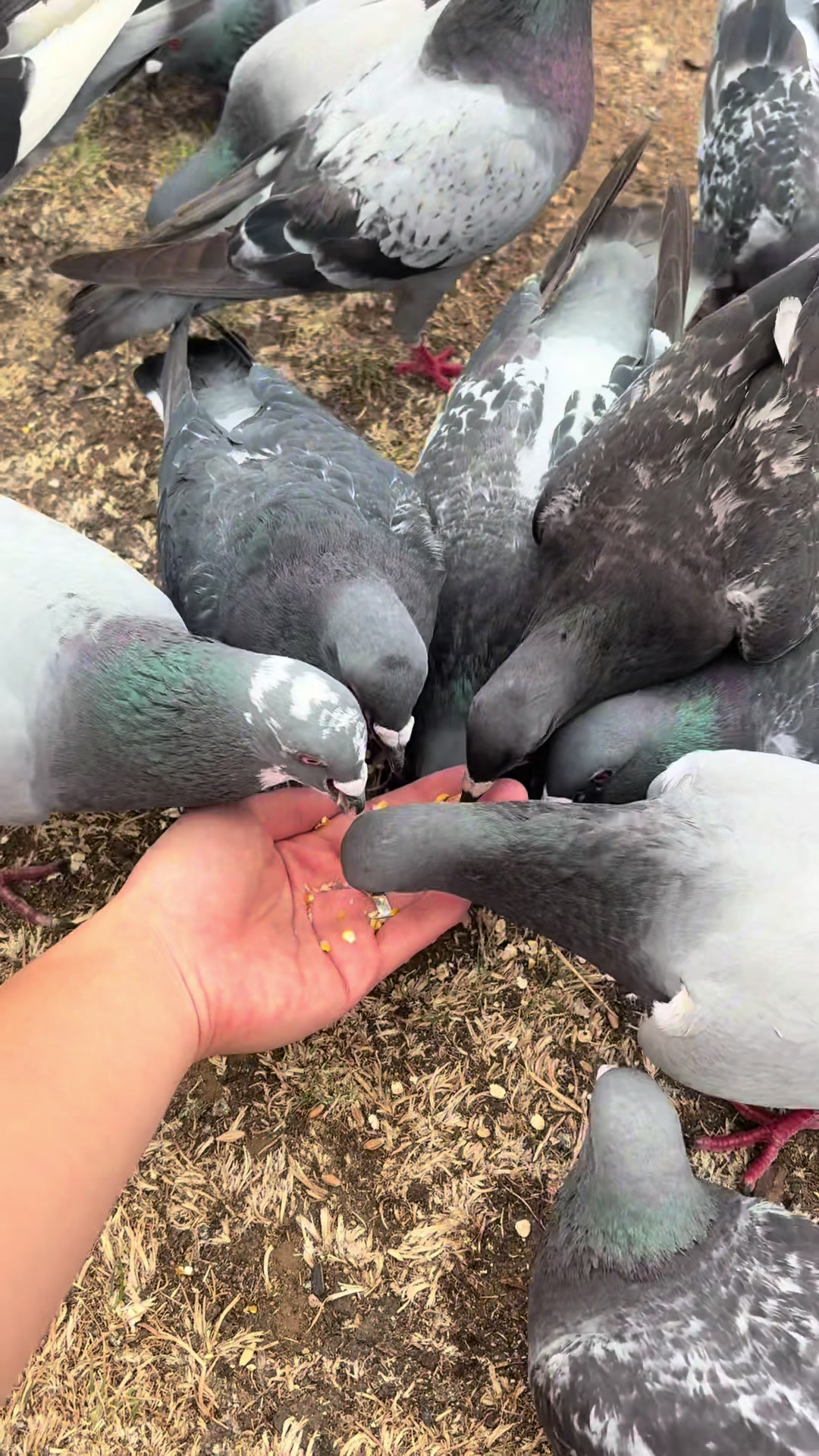 @summer ✶ little winged friends