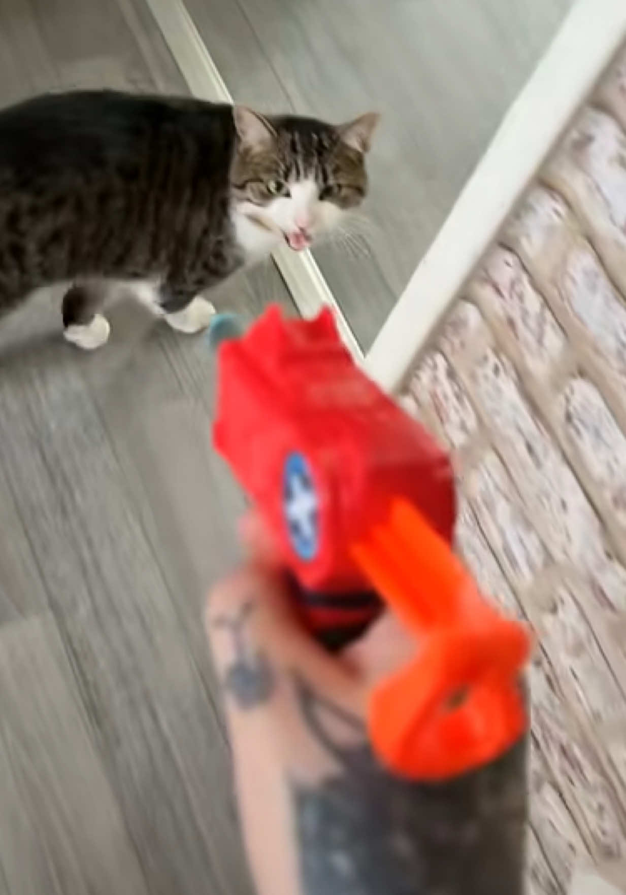 @Teefie_tribe 🐈⬛🐈⬛🐈🦷🦷