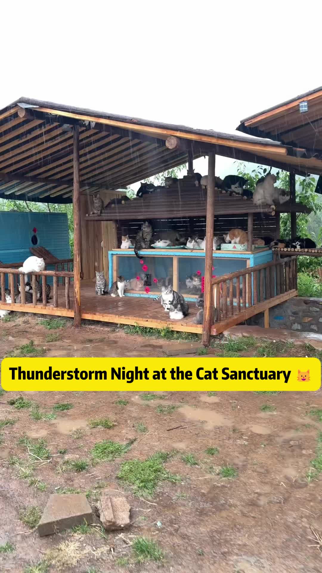 @Stray Cat Talkz