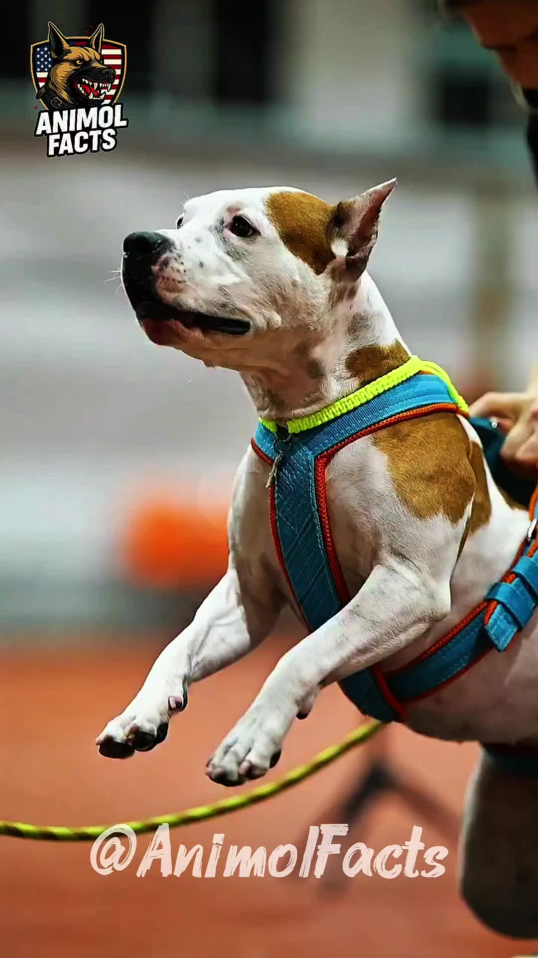 @animolfacts