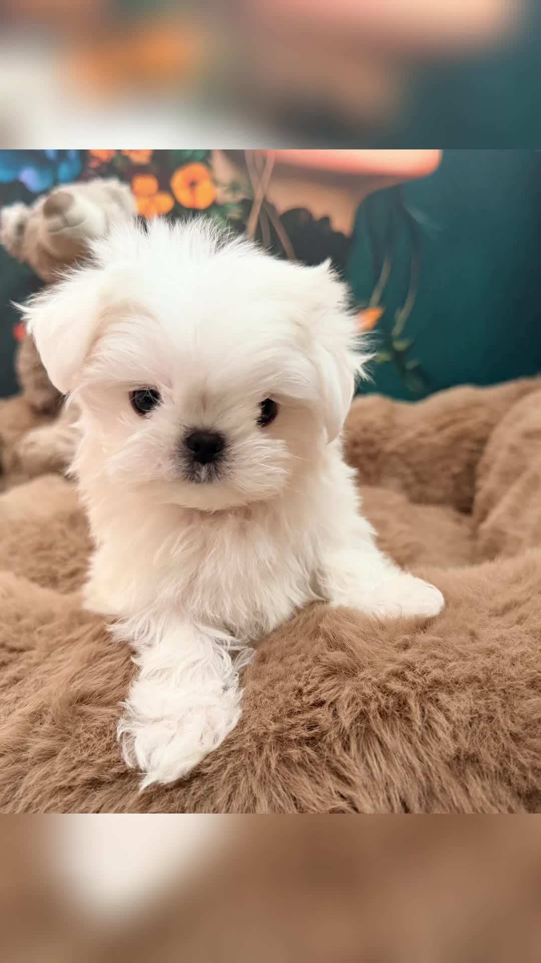 @Bambelina Maltese