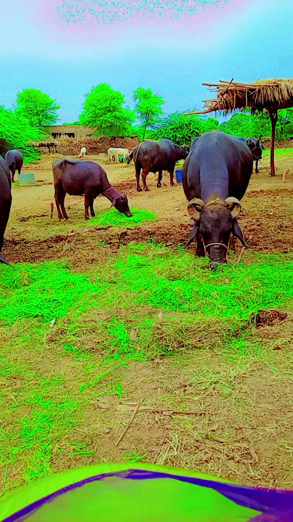 @Asan das chouhan