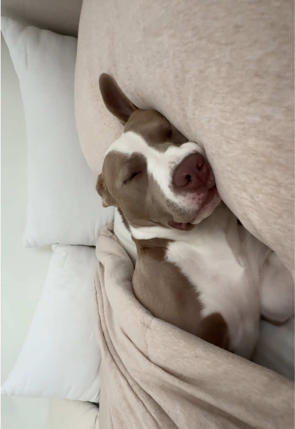 @Millie The Pitty