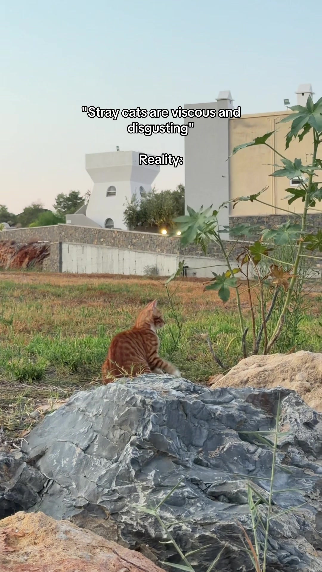 @Natalie Carson