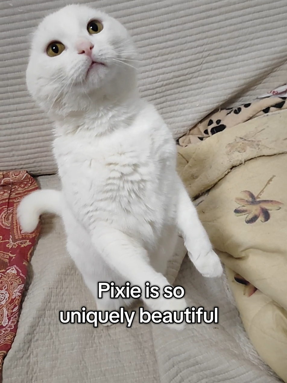 @Fluffy and Pixie