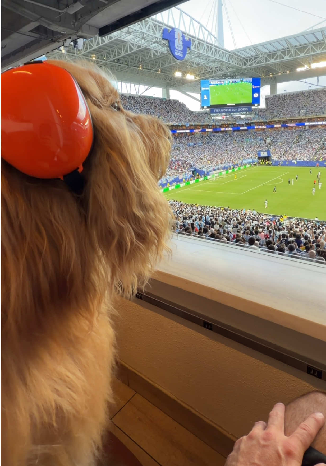 @Brodie The Goldendoodle