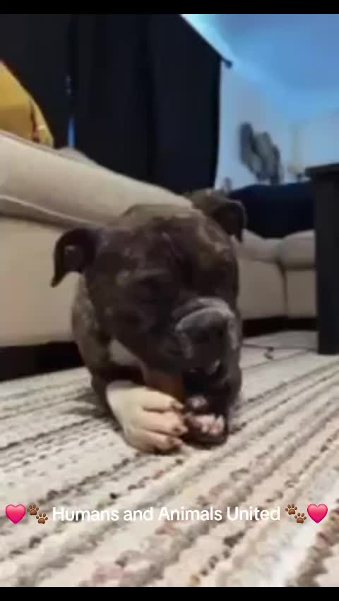 @HumansAndAnimalsUnited