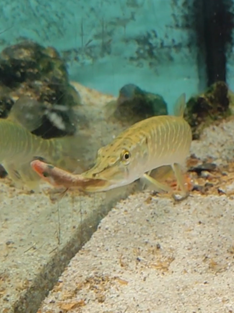 @predatoryfishtank