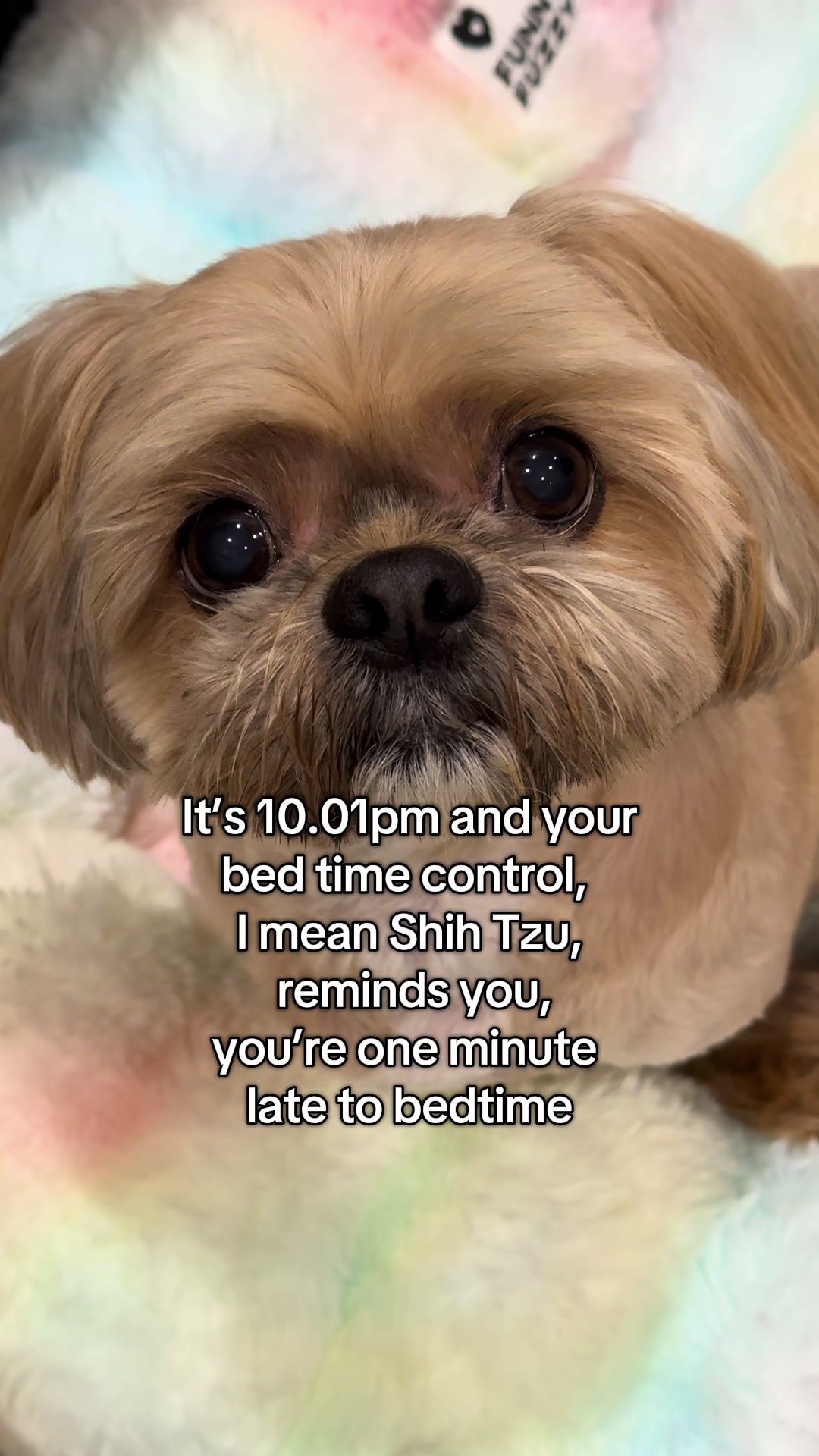 @Blonde & Tzus