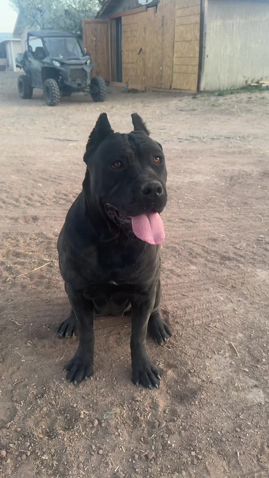 @canecorsoblackguardianz