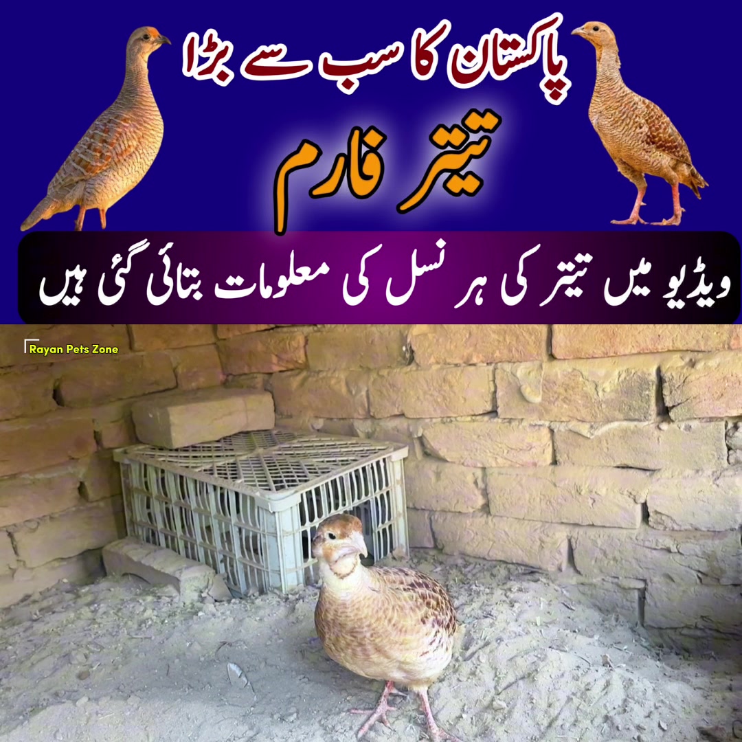 @Rayan Pets Zone