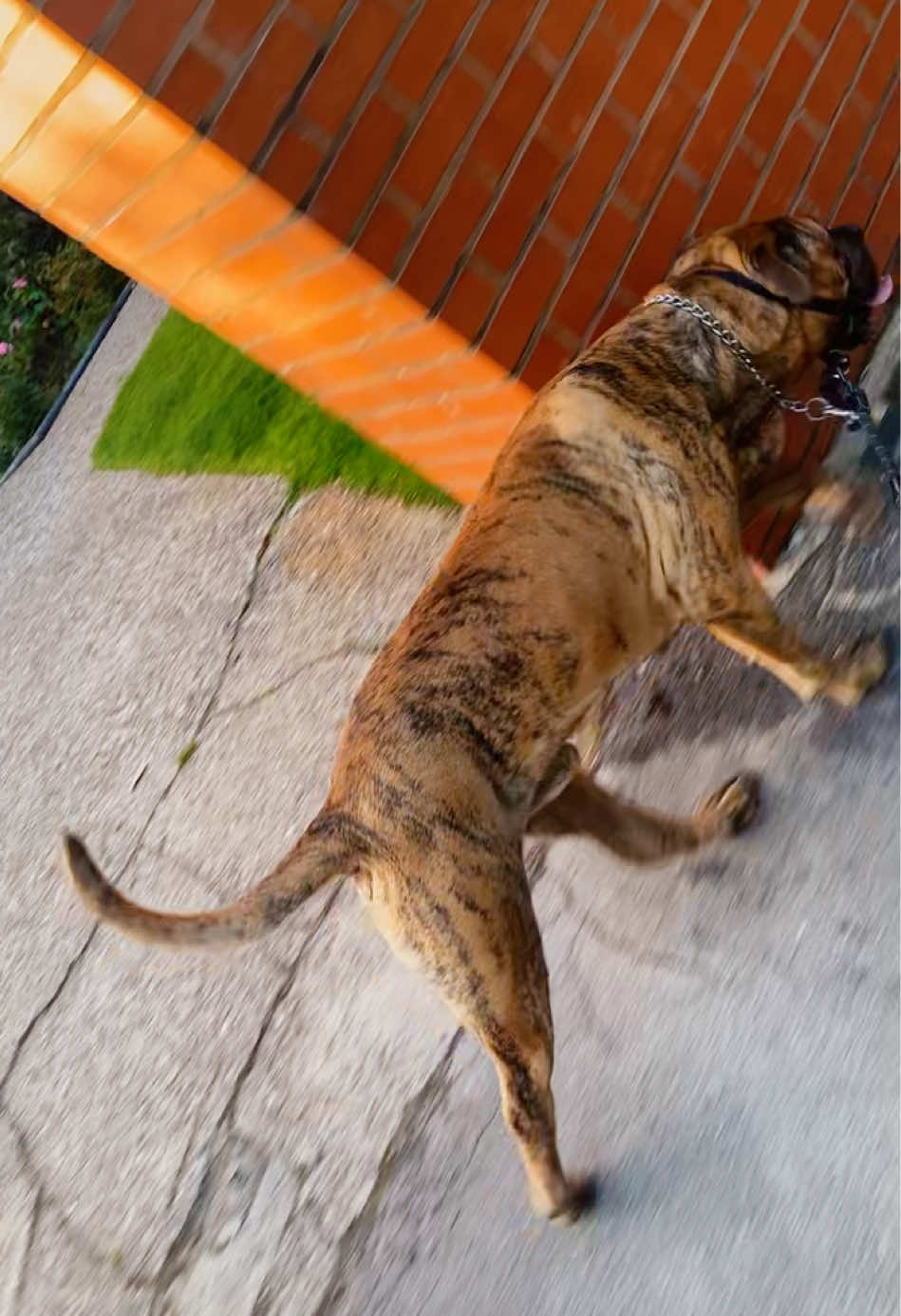 @Mooch 💖🍃 PRESA-CANARIO
