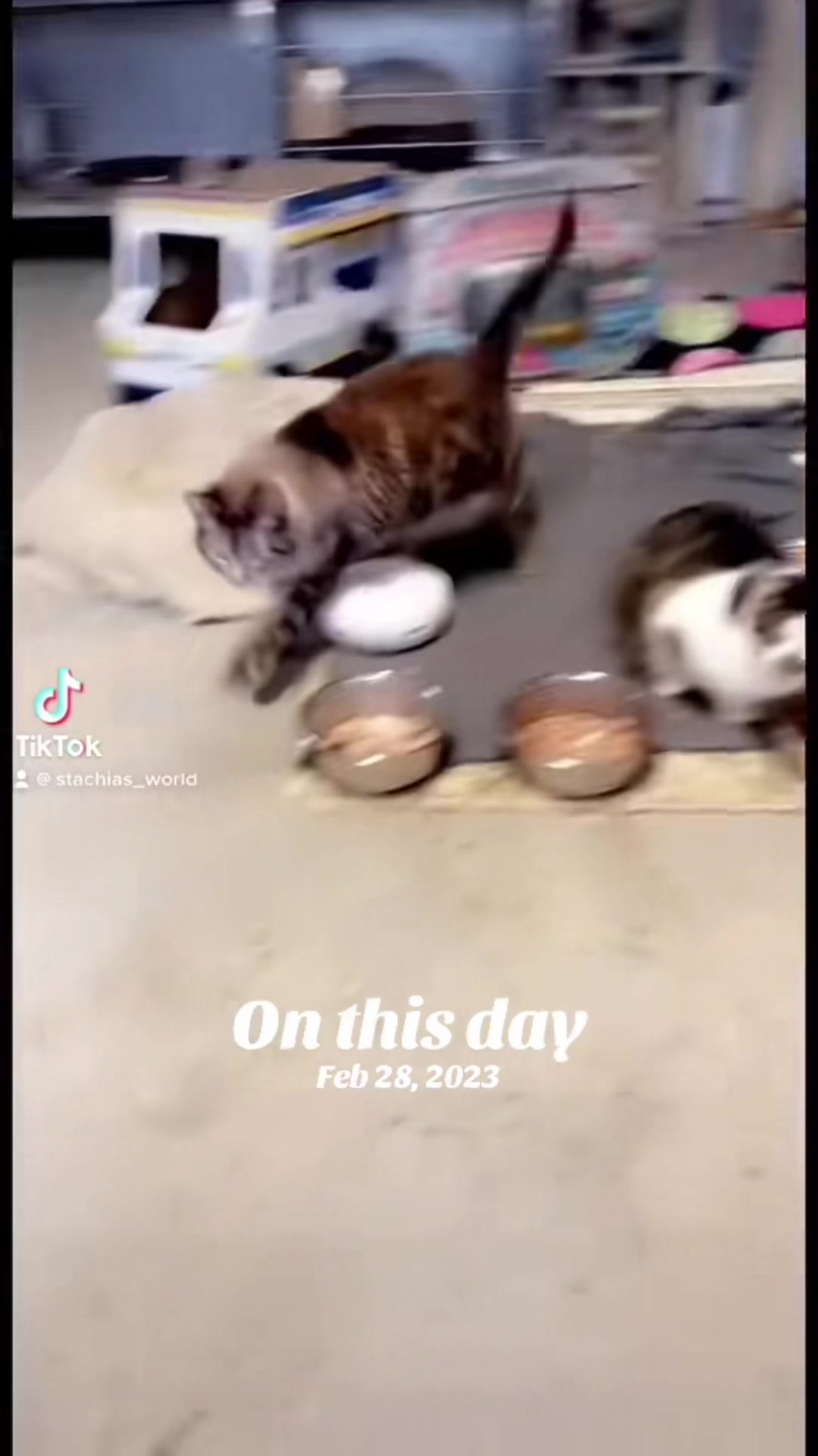 @Stachias•World👸🏼🐈🐕🦺♥️🐾