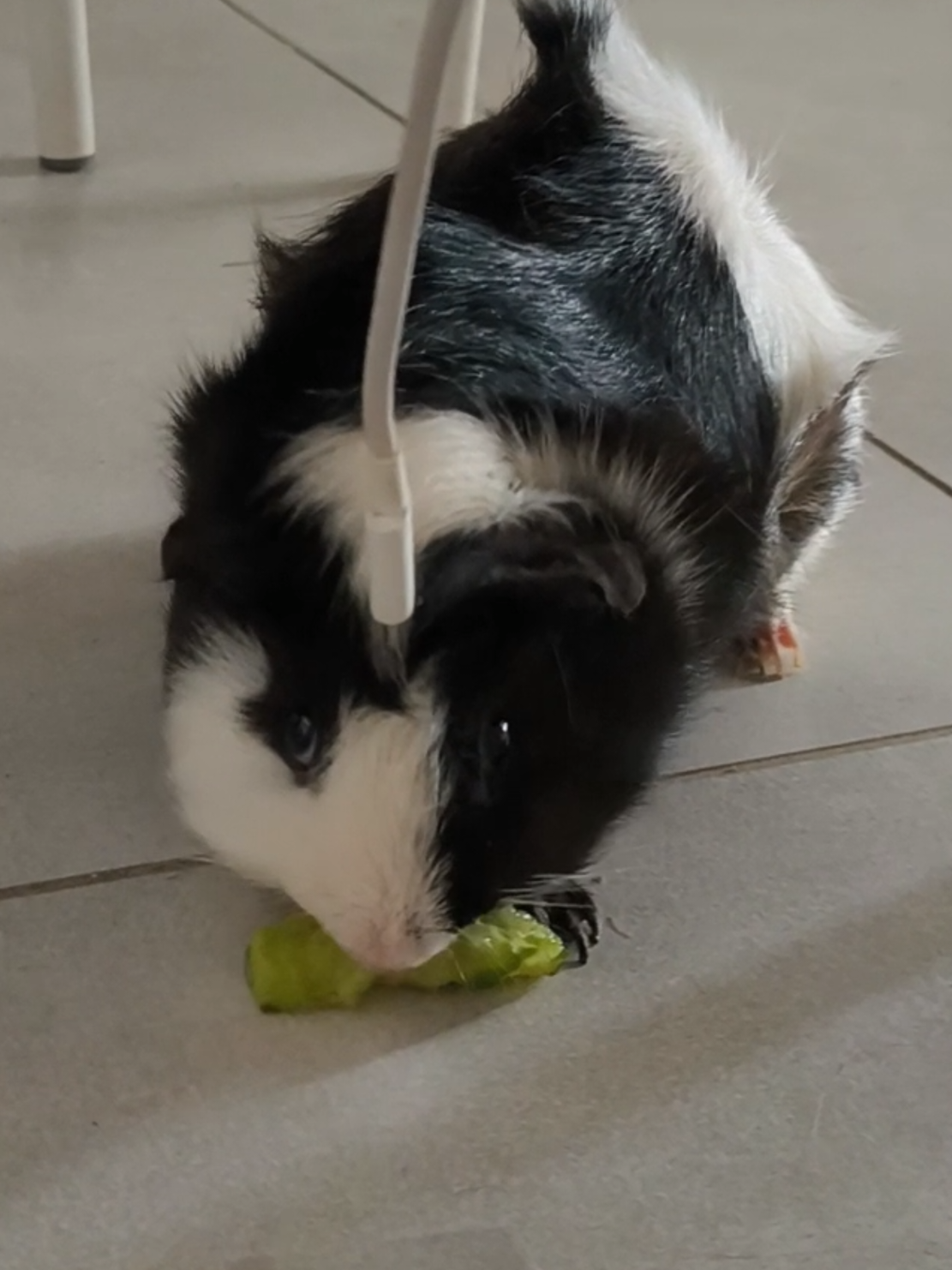 @(^^)
