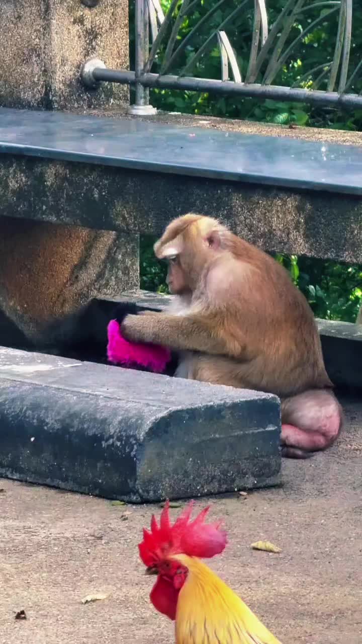 @Monkeyking❤