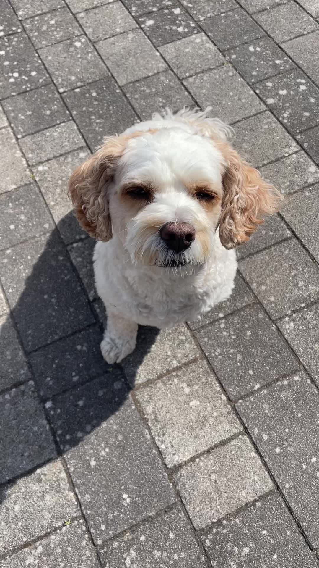 @My Cavachon