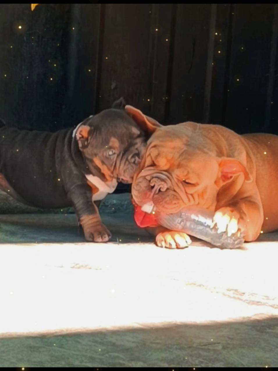 @arevalobullsperú