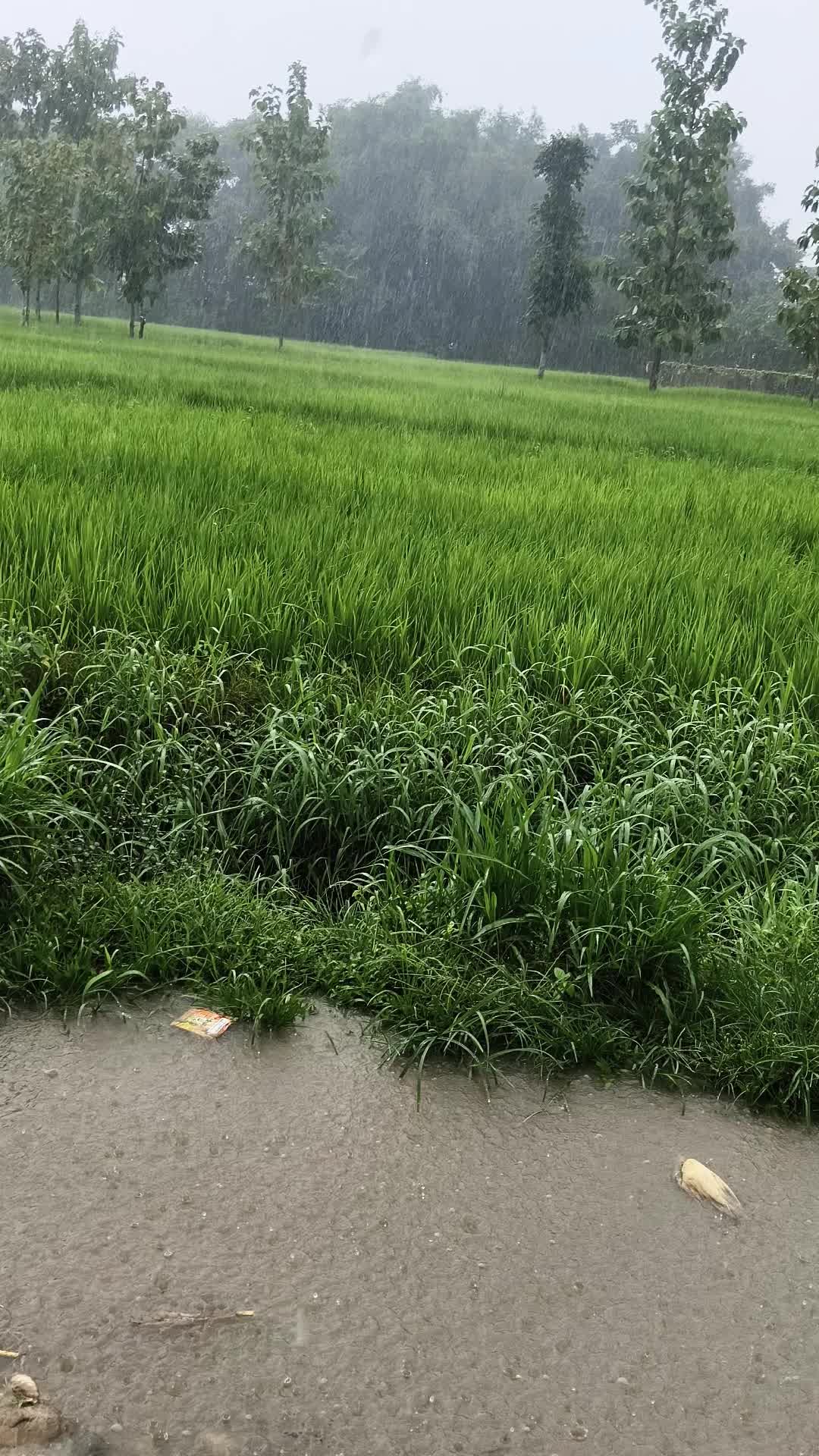 @दुलाल कि कान्छि बुहारि
