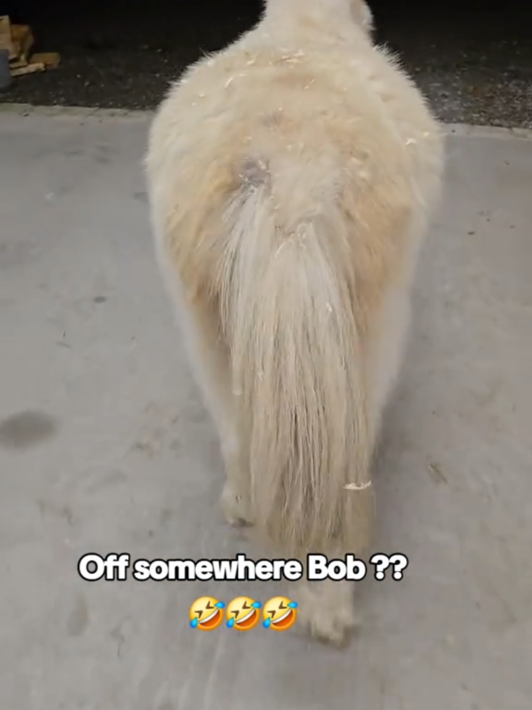 @BOB, TOFFY AND BAMBI