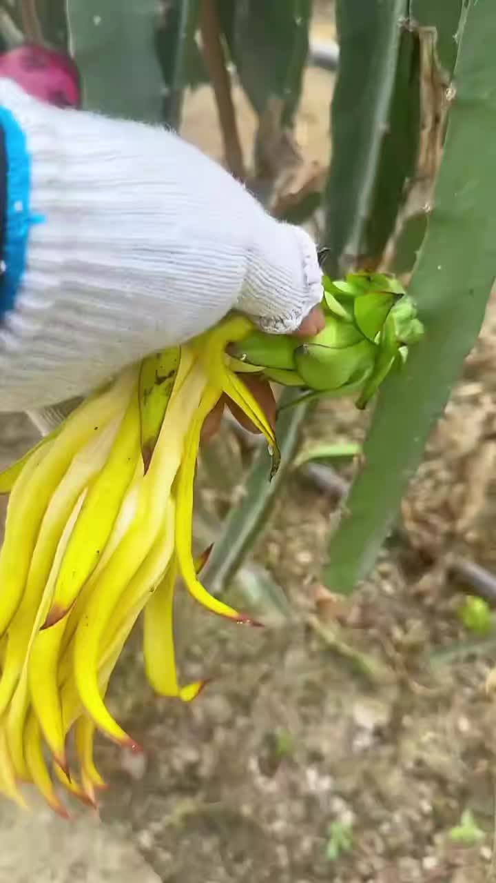 @Fruits🍑 Video