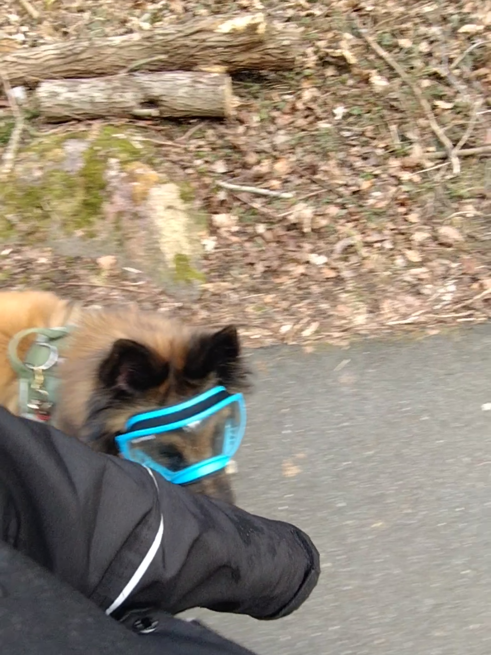 @Fenix-Tervueren AssistanceDog