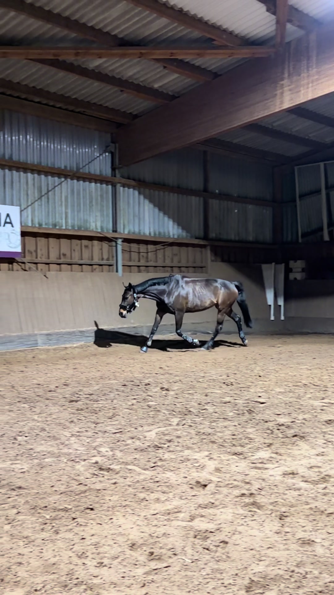 @_leonie_equestrian_