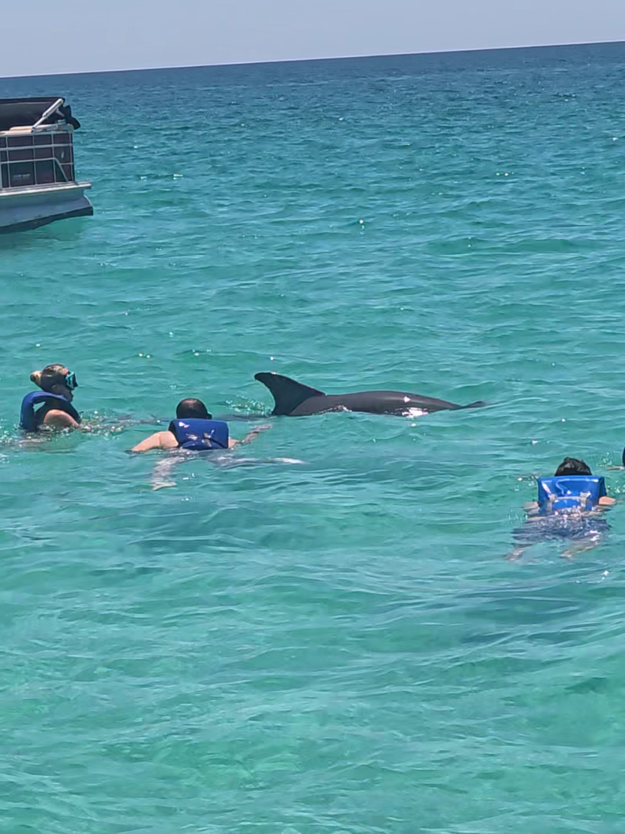 @Shell Island Dolphin Tours 🐬