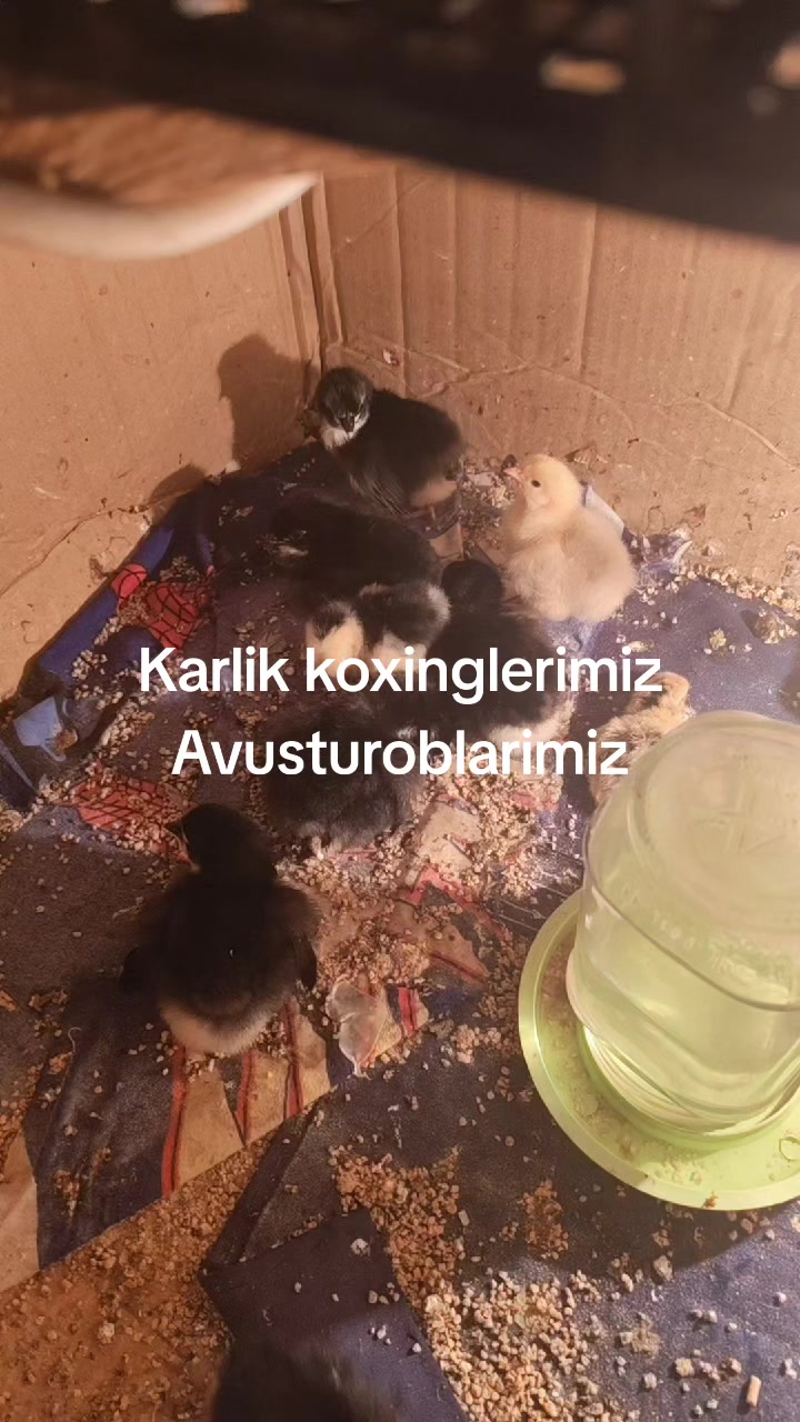 @MAŞTAĞA_QUŞCULUĞ