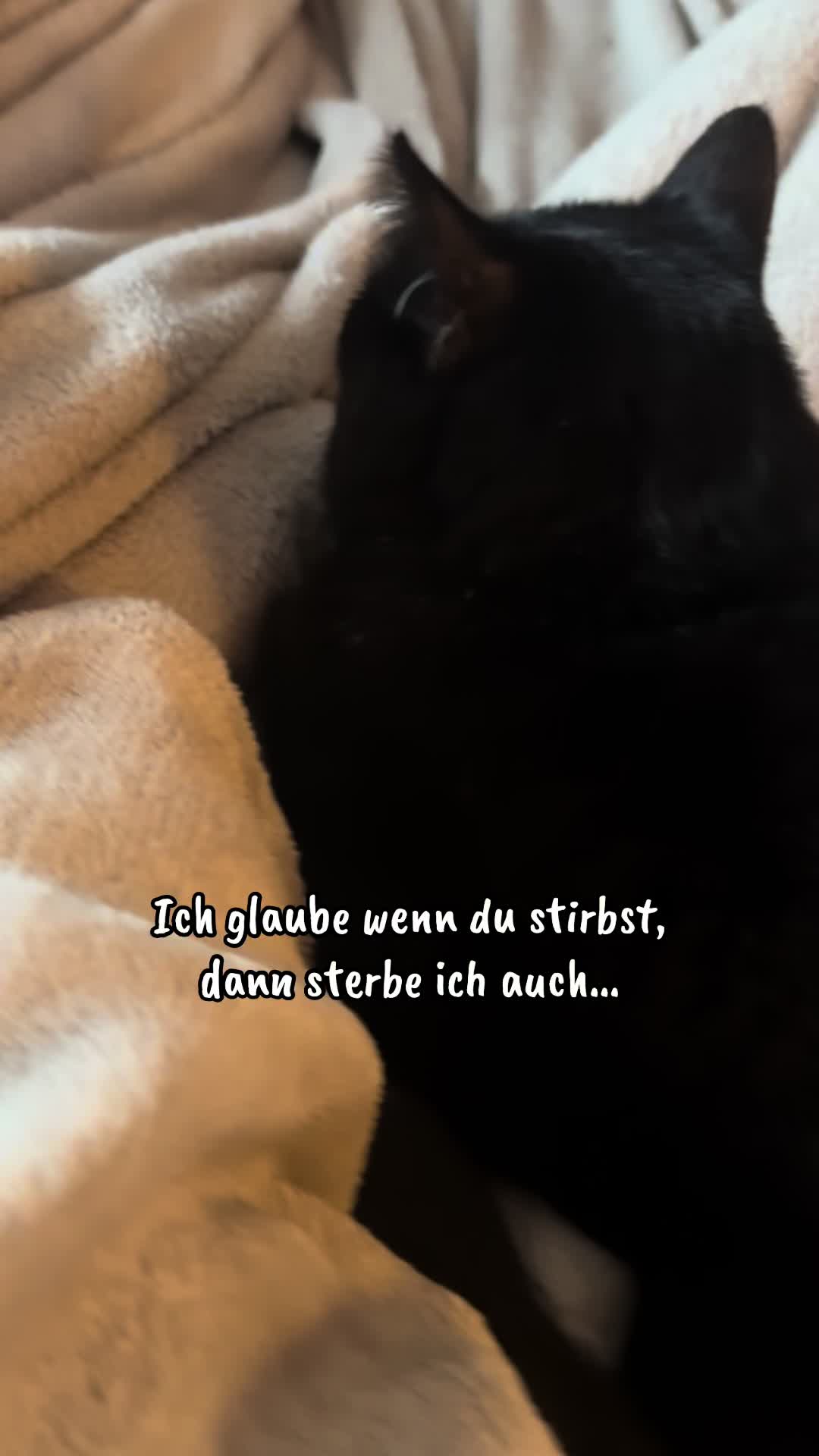 @Nala & Simba