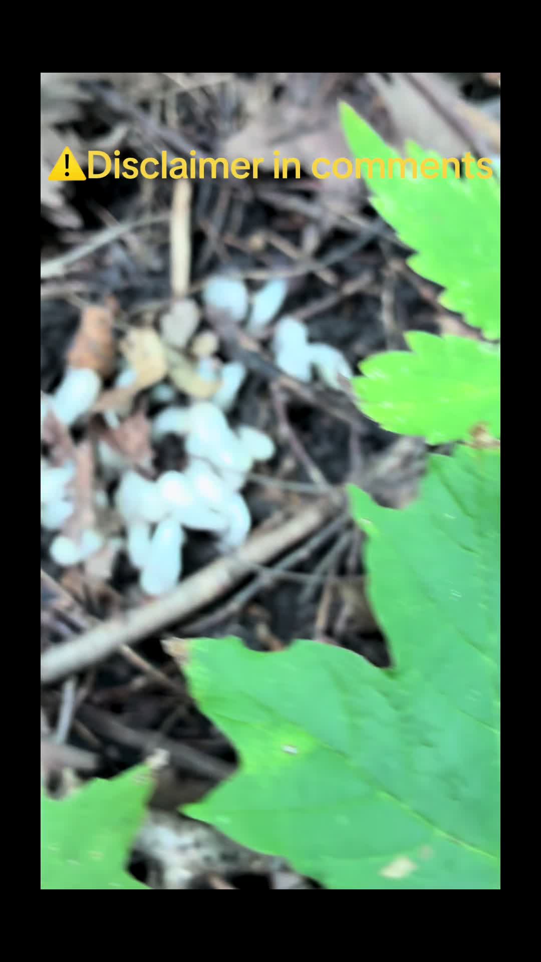 @Manda 🥾🎣🍄🤘