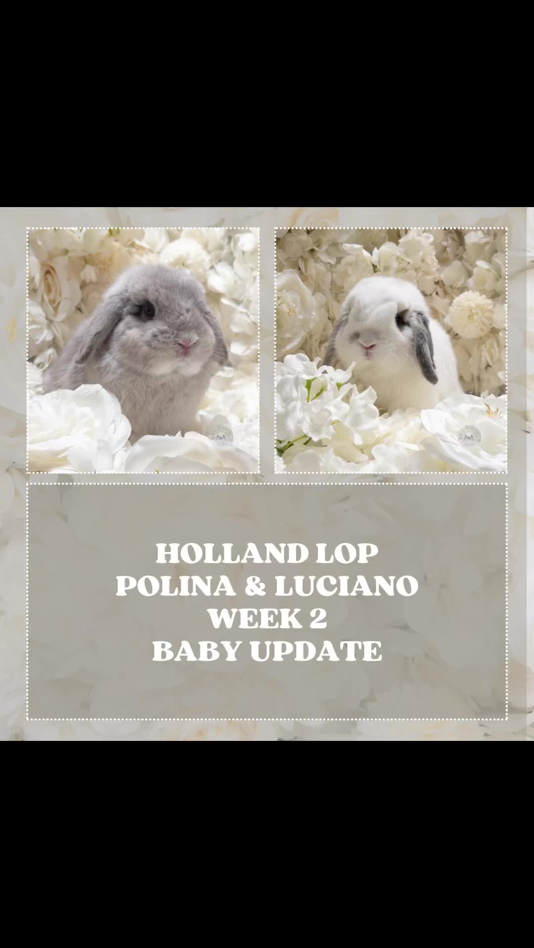 @Heartsofhollandsnyc