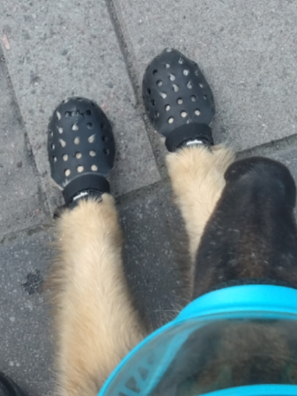 @Fenix-Tervueren AssistanceDog