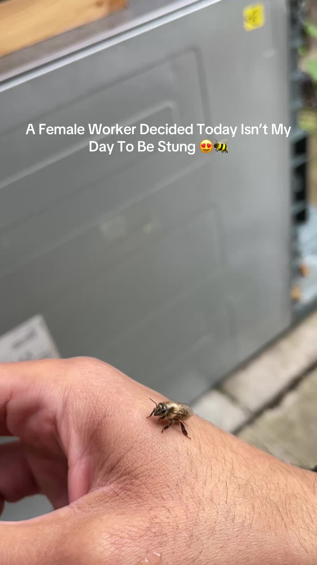 @BeeMan0161